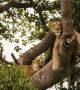 Уникална популация катерещи се по дърветата лъвове отглежда малки (видео)