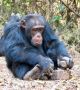 Шимпанзетата се учат от другите в своята група, подобно на хората