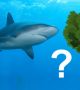 Невероятно, но акулите са по-стари от дърветата