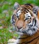 Защо тигрите са оранжеви? Неочаквано, но така тяхната плячка не ги вижда