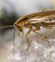 Японски учени създадоха първите ГМО хлебарки с технологията CRISPR 