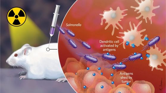 Инжектирането на салмонела помага на имунната система на мишките да убива тумори