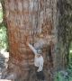 Рекордът за "най-старо дърво в света" има нов претендент в Чили. Дърво, по-старо от писмеността (видео)