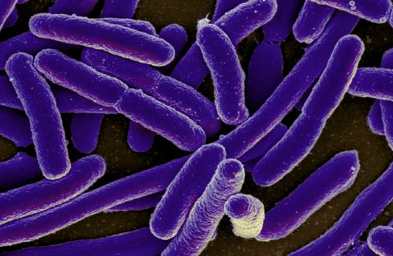 бактерии Escherichia coli