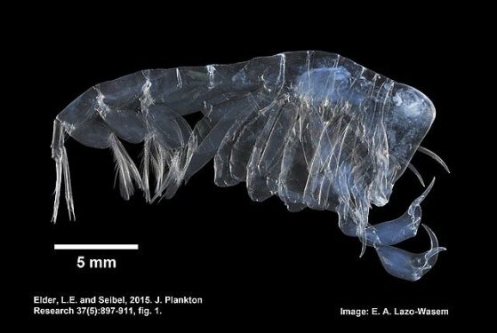 странно, прозрачно морско създание с паразити вътре