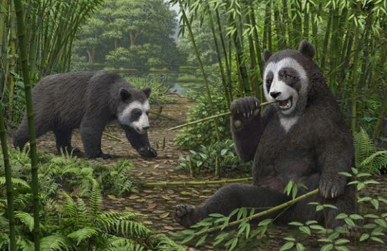 Реконструкция на древна гиганнтска панда