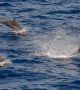Делфини образуват най-големите социални мрежи в животинския свят
