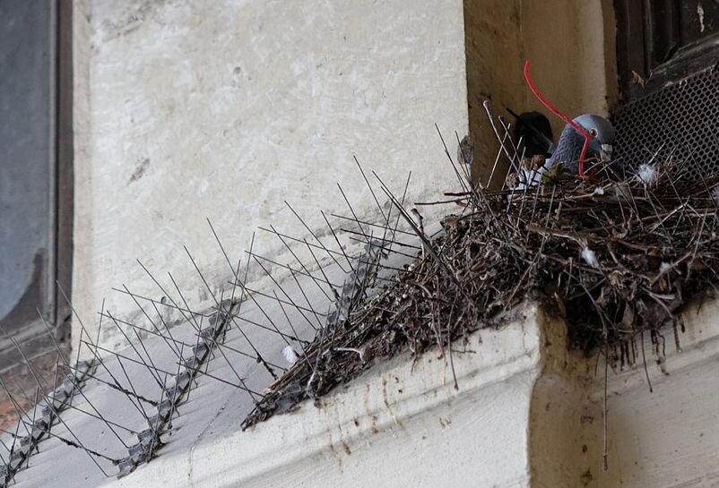 Свраките си правят гнезда от шипове срещу птици | Животът