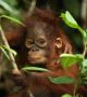 Орангутаните са едни от близките родственици на човека. Името им произлиза от малайски език Orang Hutan, което означава 