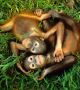 Орангутаните са едни от близките родственици на човека. Името им произлиза от малайски език Orang Hutan, което означава 