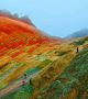 Тези разноцветни планини са пръснати в китайския Национален геоложки парк Чжанье (Zhangye National Geopark) в провинция Гансу.

  Снимка: Zhangye National Geopark