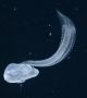 Океанолози откриха до бреговете на Калифорния загадъчно същество, външно напомнящо на светеща играчка. За последен път подобно същество е забелязано в Тихи океан преди повече от сто години.

Съществото е наречено Bathochordaeus charon на прословутия Харон - персонаж от гръцката митология, който превозва душите на мъртвите в подземния свят. Представлява вид апендикулария и е открита за първи път от биолога Карл Чун (Carl Chun) от Лайпцигския университет в Германия преди повече от век.   Снимка: MBARI