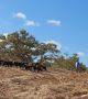 Всеки, който е видял за първи път мароканските кози да пасат по високите до 10 метра арганови дървета, си е казал 