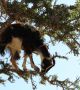 Всеки, който е видял за първи път мароканските кози да пасат по високите до 10 метра арганови дървета, си е казал 