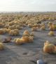 Стотици жълти топки от неизвестен материал са изхвърлени по бреговете на Северна Франция през последната седмица.  Снимка: Sea-Mer Association