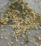 Стотици жълти топки от неизвестен материал са изхвърлени по бреговете на Северна Франция през последната седмица.  Снимка: Sea-Mer Association