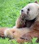 8-годишната панда Qizai е с кафяво - бял кожух, за разлика от типичното черно-бяло оцветяване на обикновените гигантски панди.  Снимка: boredpanda