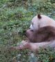 8-годишната панда Qizai е с кафяво - бял кожух, за разлика от типичното черно-бяло оцветяване на обикновените гигантски панди.  Снимка: boredpanda