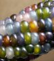 Царевичните зърна, подобни на скъпоценни камъни с уникално разнообразие от цветове е древен индиански сорт.  Снимка: Greg Schoen