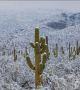 Поредица от снимки от пустините на Аризона до Ню Мексико показват фантастични картини на покрити със сняг гигантски кактуси.

  Снимка: Arizona Illustrated