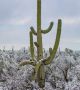Поредица от снимки от пустините на Аризона до Ню Мексико показват фантастични картини на покрити със сняг гигантски кактуси.

  Снимка: Arizona Illustrated