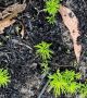 Триумфът на живота над смъртта може да се види на тези снимки на свежи, зелени растения, появяващи се през овъглените останки на австралийските гори.  Снимка: Facebook / RachKortt