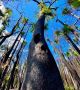 Триумфът на живота над смъртта може да се види на тези снимки на свежи, зелени растения, появяващи се през овъглените останки на австралийските гори.  Снимка: Facebook / RachKortt