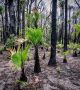 Триумфът на живота над смъртта може да се види на тези снимки на свежи, зелени растения, появяващи се през овъглените останки на австралийските гори.  Снимка: Facebook / CynBodycote