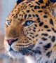 Преди сто години далекоизточните леопарди са били несравнимо повече - те са живели в източната част на Китай, на Корейския полуостров, Амур, Приморие и района на Усури.  Снимка: WWF