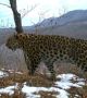 Амурският леопард ловува рядко - около веднъж на всеки 14 дни, като за този период му стига само едно чифтокопитно.  Снимка: WWF