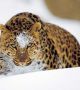 Амурският (далекоизточен) леопард е уникален, защото е пригоден да живее в студен климат. Дължината на лятната му козина е около 2.5 см, а на зимната - 7см.  Снимка: WWF