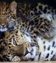 Необичайно е и поведението на тези животни, има случаи, когато мъжките остават с женските след чифтосването и помагат за възпитанието на потомството, което не се среща при други видове леопарди  Снимка: WWF