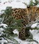 Необичайно е и поведението на тези животни, има случаи, когато мъжките остават с женските след чифтосването и помагат за възпитанието на потомството, което не се среща при други видове леопарди.  Снимка: WWF