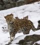 Амурският (далекоизточен) леопард е най-критично застрашената голяма котка на света. Този рядък хищник е характерен за югоизточна Русия и части от североизточен Китай. През 2007г е имало само 30 екземпляра, но в  нов доклад на Световния фонд за дивата природа (WWF)., популацията му вече наброява 57.  Снимка: WWF
