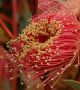 Eucalyptus youngiana има цветове до 75 мм в диаметър  Снимка: ABC