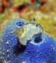 Представяме Ви най-сладкия морски охлюв - Jorunna parva.
Той е малък, закръглен и пухкав, и шава с ушички. Но дребното животинче наскоро нашумя из медиите като 