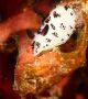 Представяме Ви най-сладкия морски охлюв - Jorunna parva.
Той е малък, закръглен и пухкав, и шава с ушички. Но дребното животинче наскоро нашумя из медиите като 