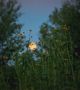 Пълнолунието, което украси небето миналата вечер (29-ти август) е само генерална репетиция за следващия месец, когато пълнолунието ще бъде съпроводено с пълно лунно затъмнение на 28 септември сутринта в 3:11  