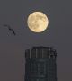 Луната е снимана на върха на една сграда в центъра на Лос Анджелис, Калифорния 28 август, 2015.  Снимка: Mario Anzuoni / Reuters
